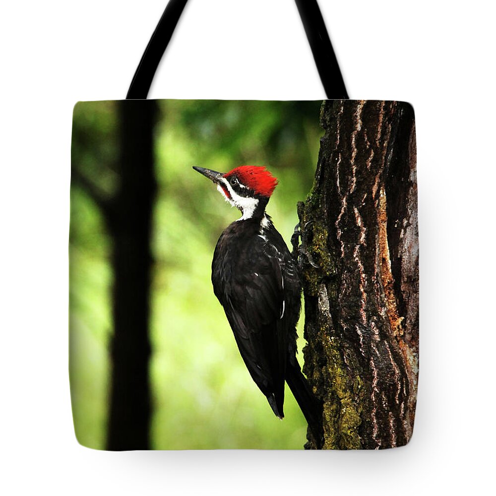 Pileated Woodpecker Tote Bag featuring the photograph Woody Woodpecker by Debbie Oppermann