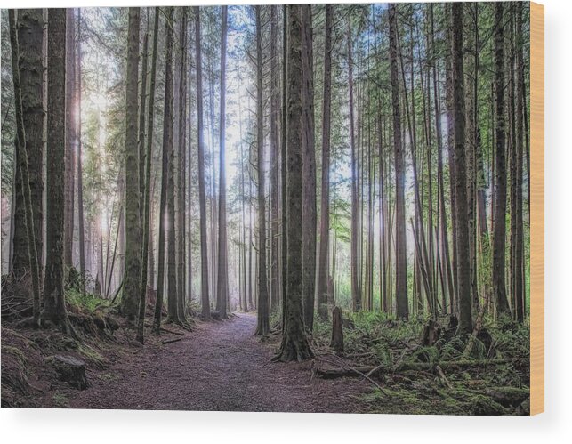 Landscape Wood Print featuring the photograph A Path Through Old Growth Stylized by Allan Van Gasbeck
