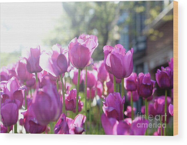 Tulips Wood Print featuring the photograph Lavender Tulips by Rich S