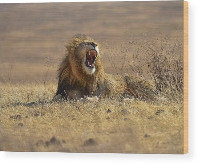 Wildlife Wood Print featuring the photograph The King Of Ngorongoro Crater #1 by Thomas Habtu