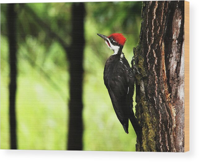 Pileated Woodpecker Wood Print featuring the photograph Woody Woodpecker by Debbie Oppermann