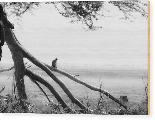 Africa Wood Print featuring the photograph Monkey Alone on a Branch by Darcy Michaelchuk