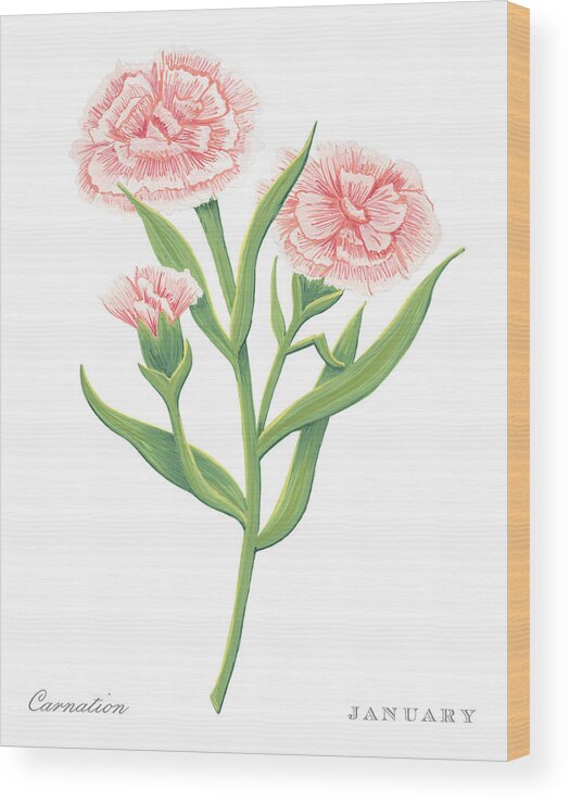 Carnation Wood Print featuring the painting Carnation January Birth Month Flower Botanical Print on White - Art by Jen Montgomery by Jen Montgomery