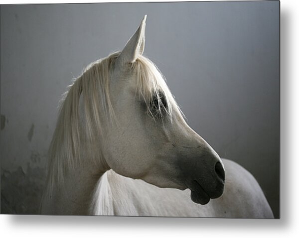 Arabian Horse Photograph by Photo by Eman Jamal