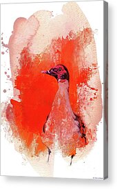 Muscovy Duck Acrylic Prints
