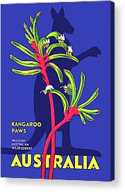 Kangaroo Paw Acrylic Prints
