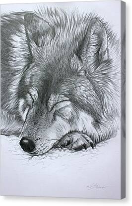 Sleeping Wolf Drawing by Lucy Swinburne