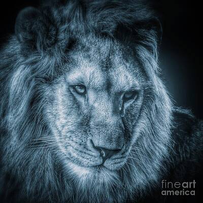 1-war Is Hell -      Lion portrait in monochrome by Nick  Biemans