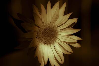 Spacefrog Designs -  Art of the Sun- Flowers by Rae Ann  M Garrett