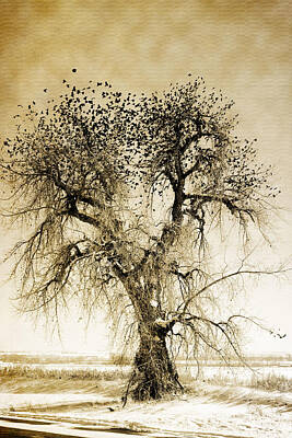 James Bo Insogna Rights Managed Images -  Bird Tree Fine Art  Mono Tone and Textured Royalty-Free Image by James BO Insogna
