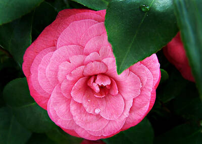 Studio Grafika Science -  Camellia japonica  Elizabeth Weaver  by William Tanneberger