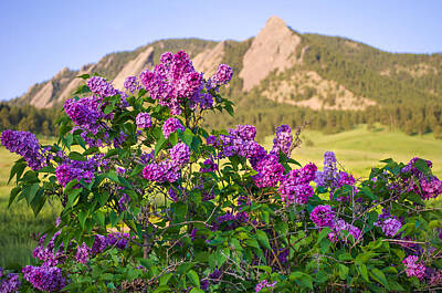Kim Fearheiley Photography Royalty Free Images -  Lilac Flowers - Boulder Colorado Royalty-Free Image by Aaron Spong