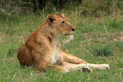 Kids Alphabet -  Masai Mara Lioness by Aidan Moran
