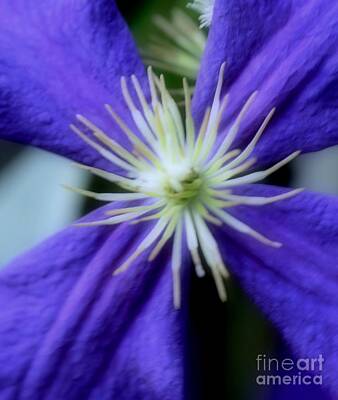 Floral Photos -  Purple Clematis by Kathleen Struckle