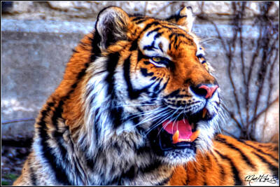 Abstract Rectangle Patterns - 002 Siberian Tiger by Michael Frank Jr