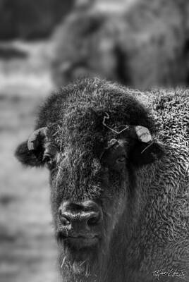 Majestic Horse Rights Managed Images - 02 Buffalo in Buffalo Royalty-Free Image by Michael Frank Jr