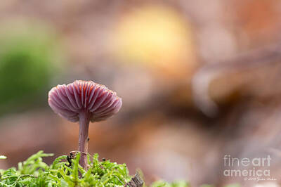 Gaugin Royalty Free Images - 03 Amethyst deceiver Mushroom Royalty-Free Image by Jivko Nakev