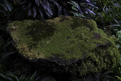 Chris Walter Rock N Roll Royalty Free Images - A moss covered stone inside the National Orchid garden in Singapore Royalty-Free Image by Ashish Agarwal