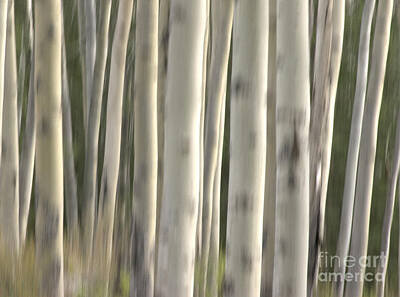 Paint Tube - Abstract Aspens by David Birchall