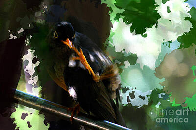 Claude Monet Rights Managed Images - African Thrush Kick Royalty-Free Image by Morris Keyonzo
