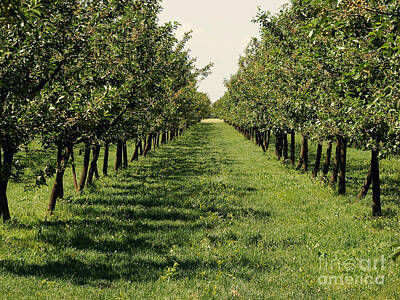 Wine Down - Apple Orchard by Dan Radi