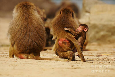Halloween Elwell Royalty Free Images - Baboon family in the desert Royalty-Free Image by Nick  Biemans