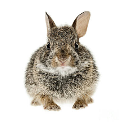 Portraits Photos - Baby cottontail bunny rabbit 1 by Elena Elisseeva