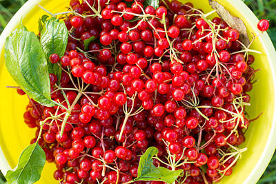 Food And Beverage Photos - Berries of red viburnum in bucket by Nikita Buida