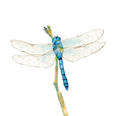 Animals Royalty-Free and Rights-Managed Images - Blue Dragonfly by Amy Kirkpatrick