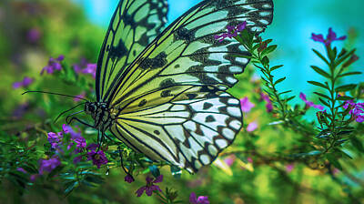 Sports Tees - Butterfly by Lik Batonboot