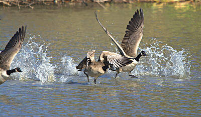 Abstract Animalia - Canada Geese Takeoff by Roy Williams