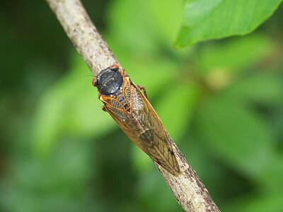 Keg Patents - Cicada 3 by Karen King