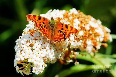 Beaches And Waves Rights Managed Images - Comma Butterfly Royalty-Free Image by David Birchall