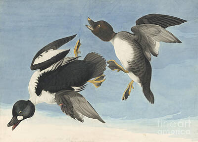 Animals Drawings - Common Goldeneye by Celestial Images
