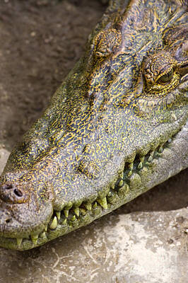 Reptiles Photos - Crocodile by Jorgo Photography
