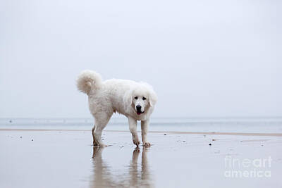 Seascapes Larry Marshall - Cute white dog playing on the beach by Michal Bednarek
