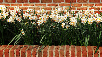 Floral Rights Managed Images - Daffodils Royalty-Free Image by TouTouke A Y