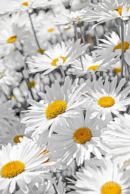 Floral Royalty-Free and Rights-Managed Images - Daisies in garden 1 by Elena Elisseeva