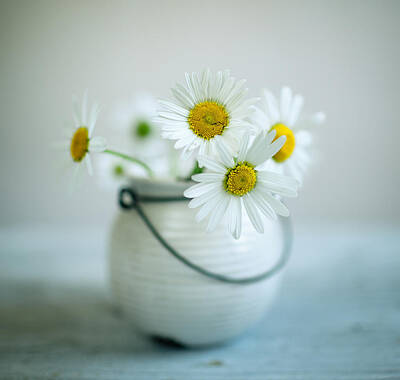 Florals Photos - Daisy Flowers by Nailia Schwarz
