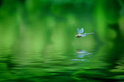 Grimm Fairy Tales Rights Managed Images - Dragonfly Reflection Royalty-Free Image by Lane Erickson