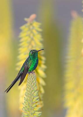 Mellow Yellow Rights Managed Images - Emerald Hummingbird Royalty-Free Image by Chris Schroeder