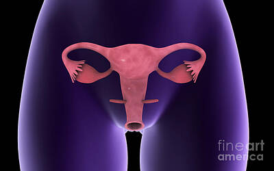Zen Rocks - Female Reproductive Organ, X-ray View by Stocktrek Images