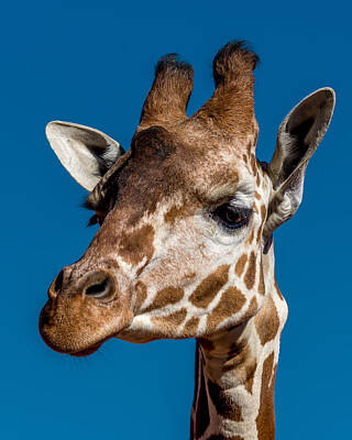 Mammals Photos - Giraffe by Ernest Echols