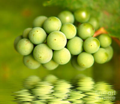 Wine Photos - Green grapes by Michal Bednarek