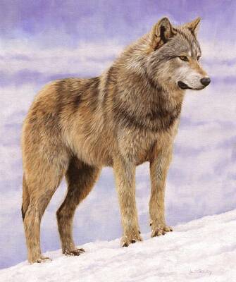 Animals Paintings - Grey Wolf by David Stribbling