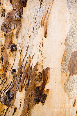 Chris Walter Rock N Roll Royalty Free Images - Gum Tree Bark Royalty-Free Image by THP Creative