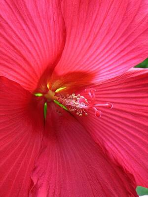 Animals Photo Royalty Free Images - Hibiscus Royalty-Free Image by Jennifer Wheatley Wolf