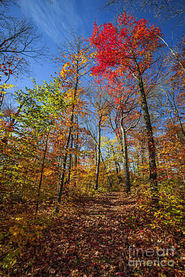 Anchor Down Royalty Free Images - Hiking trail in fall forest 1 Royalty-Free Image by Elena Elisseeva
