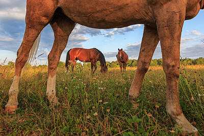 Animals Photos - Horses by Everet Regal