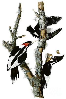 Animals Drawings - Ivory-billed Woodpecker  by Celestial Images